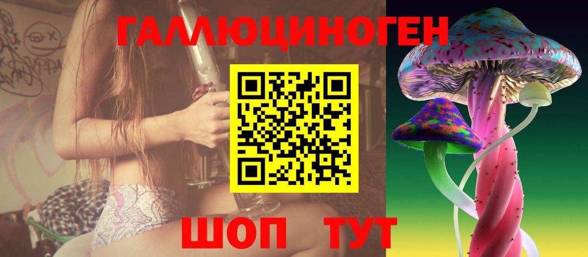 Галлюциногенные грибы Psilocybe Ачинск